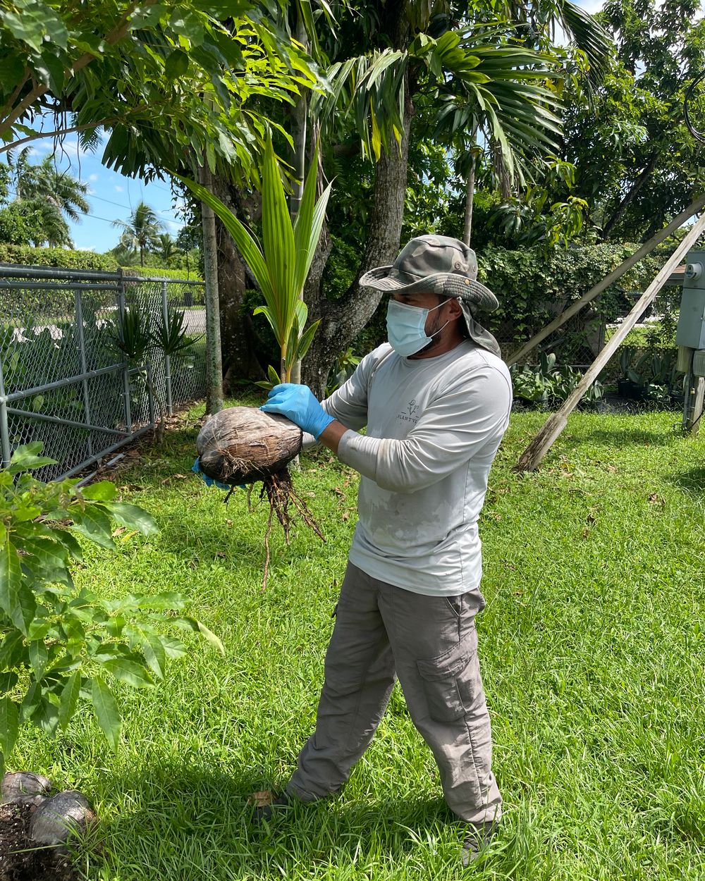 Bareroot Coconut