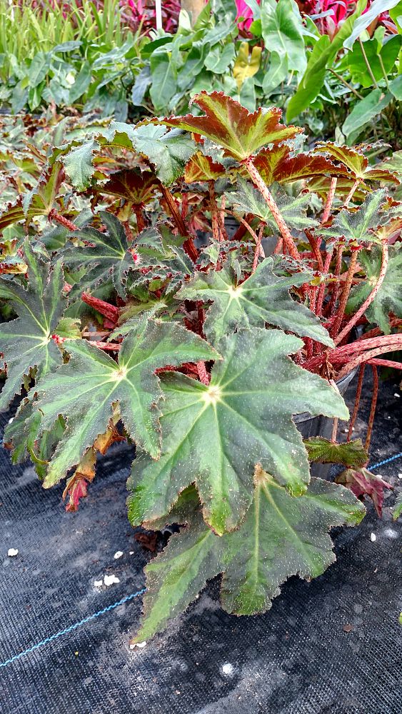 Begonia reichenheimi x mazae 'Joe Hayden', Rhizomatous Begonia PlantVine