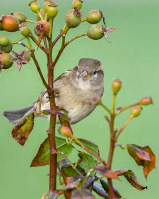 Bird Attracting Plants