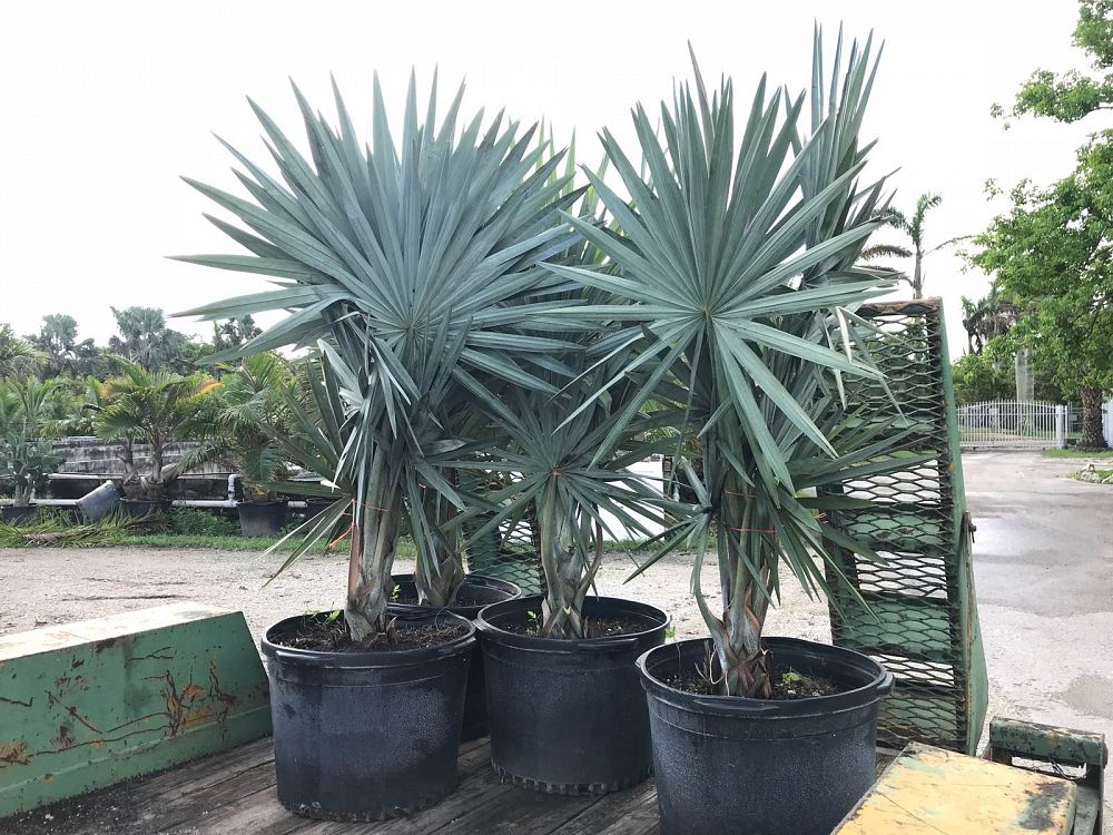 Bismarckia nobilis 'Silver', Bismarck Palm PlantVine