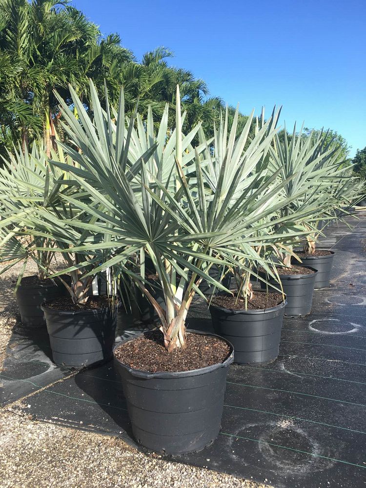 Bismarckia nobilis 'Silver', Bismarck Palm PlantVine