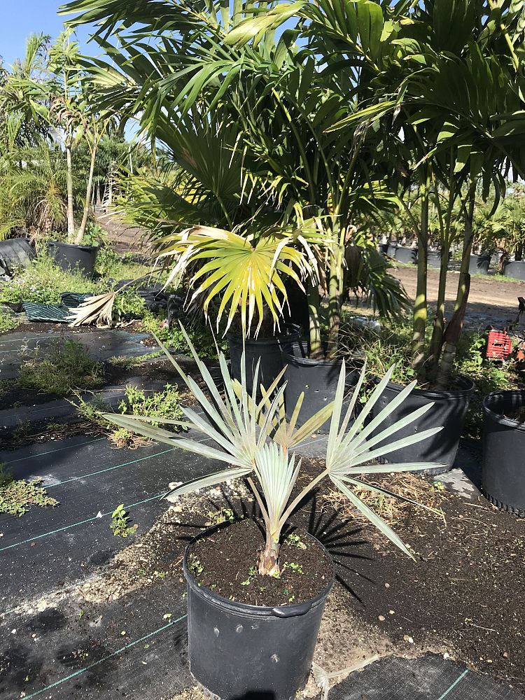 Silver Bismarck Palm seeds in stock and ready to ship Silver Bismarck Palm seeds in stock and ready to ship