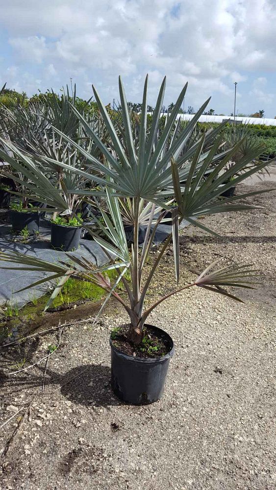 Bismarckia nobilis 'Silver', Bismarck Palm PlantVine