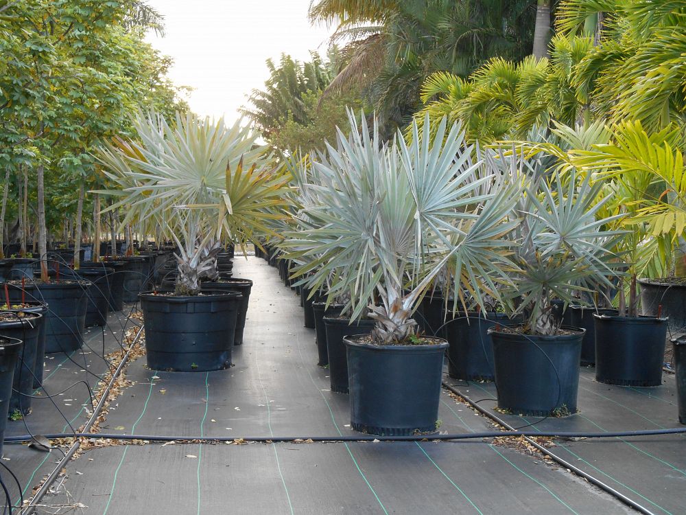 Bismarckia nobilis ‘Silver’, Bismarck Palm PlantVine