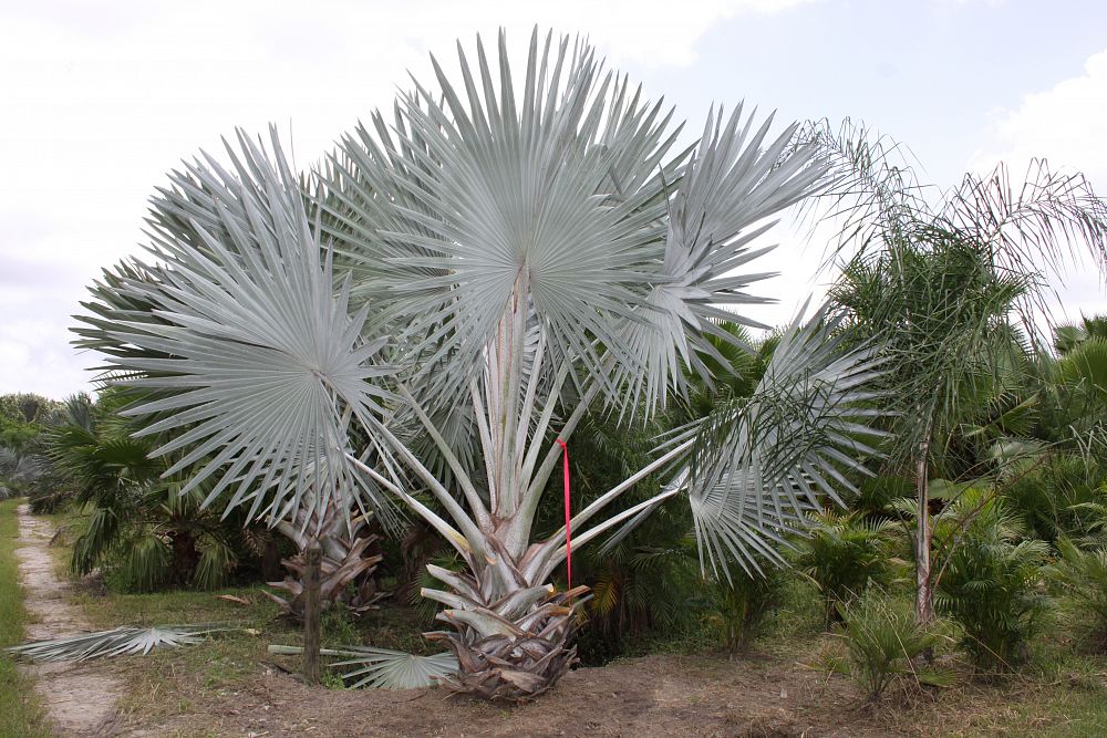 Bismarckia nobilis 'Silver', Bismarck Palm PlantVine