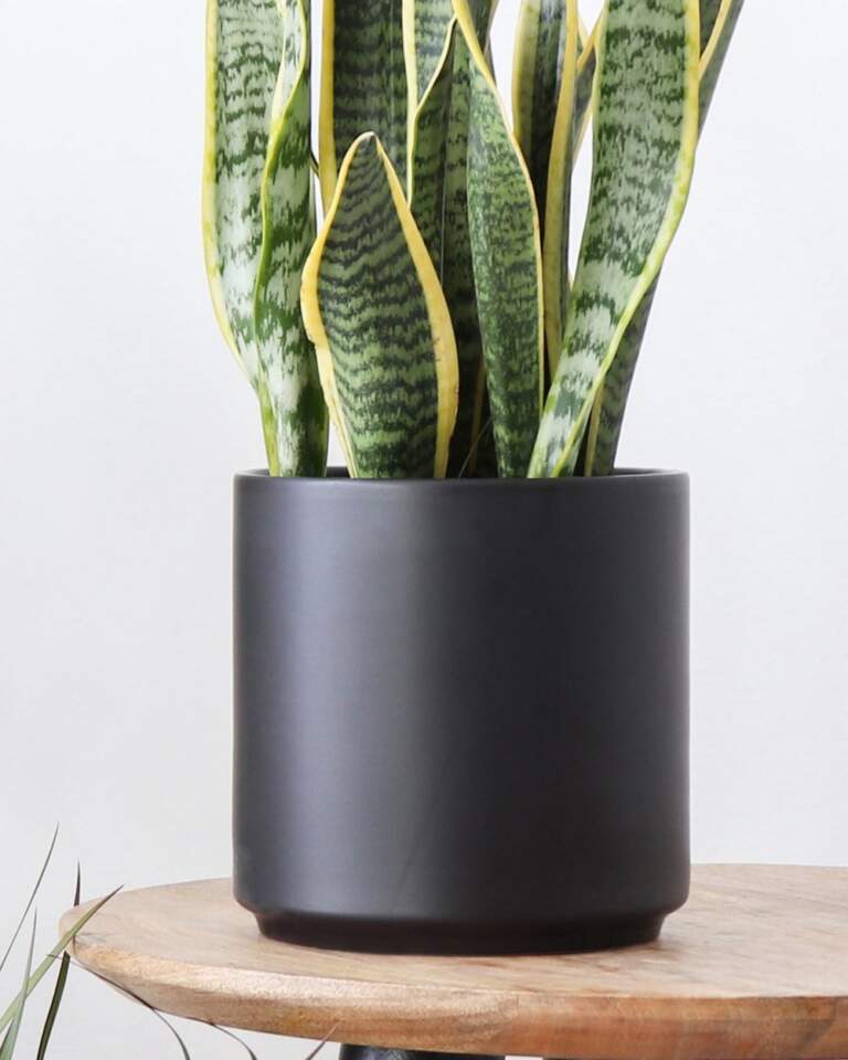 8″ Ceramic Cylinder Planter | PlantVine