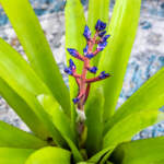 blue tango bromeliad