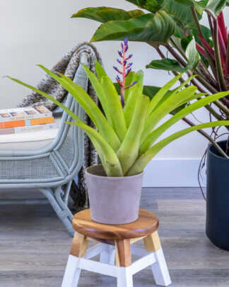 blue tango bromeliad