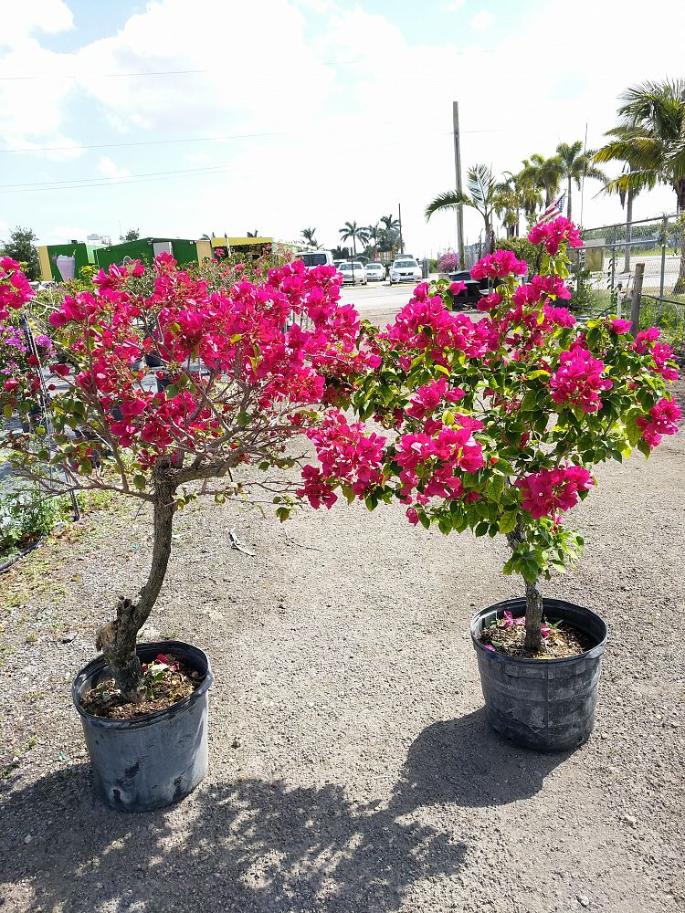 Bougainvillea 'Barbara Karst' |