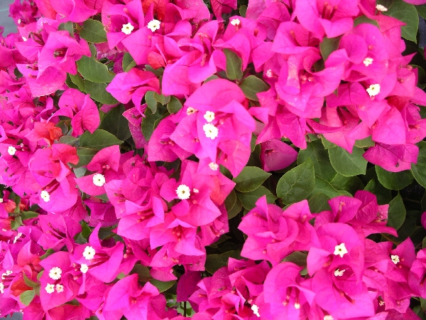 bougainvillea glabra helen johnson lesser bougainvillea paper bougainvillea paper flower