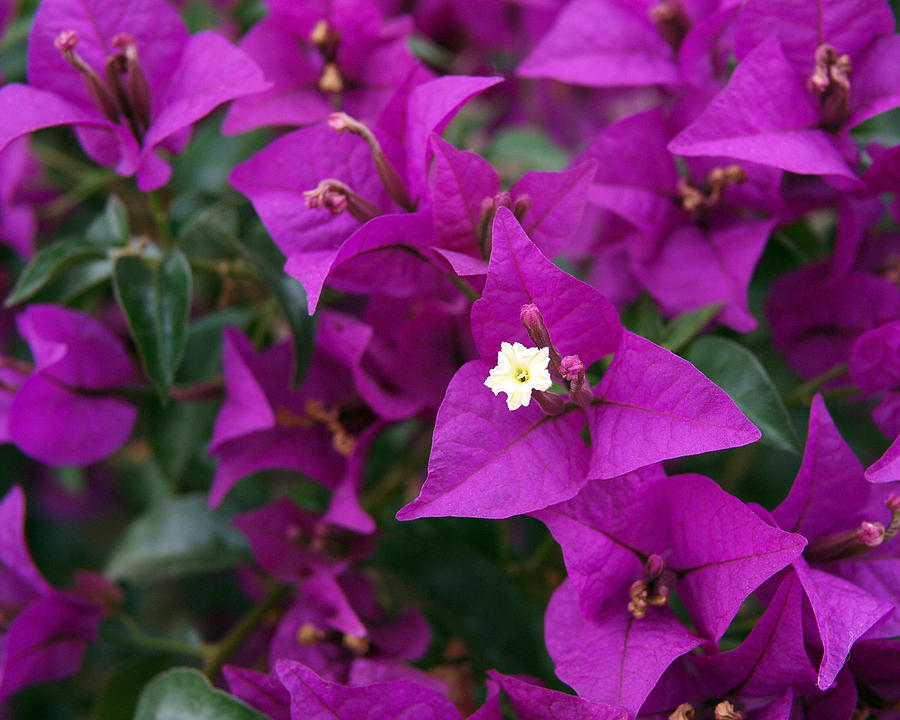 Bougainvillea ‘New River’, Purple Bougainvillea | PlantVine