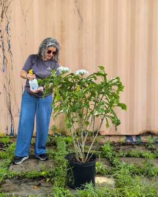 PlantVine Picks