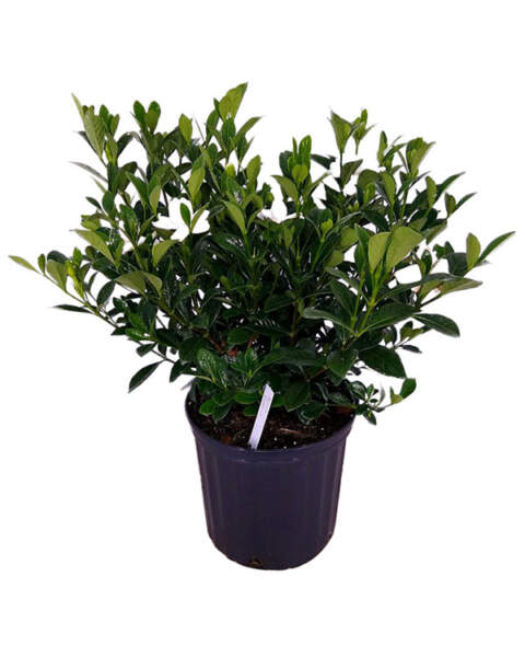 Large Bush