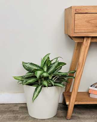 Aglaonema 'White Rain' - Large