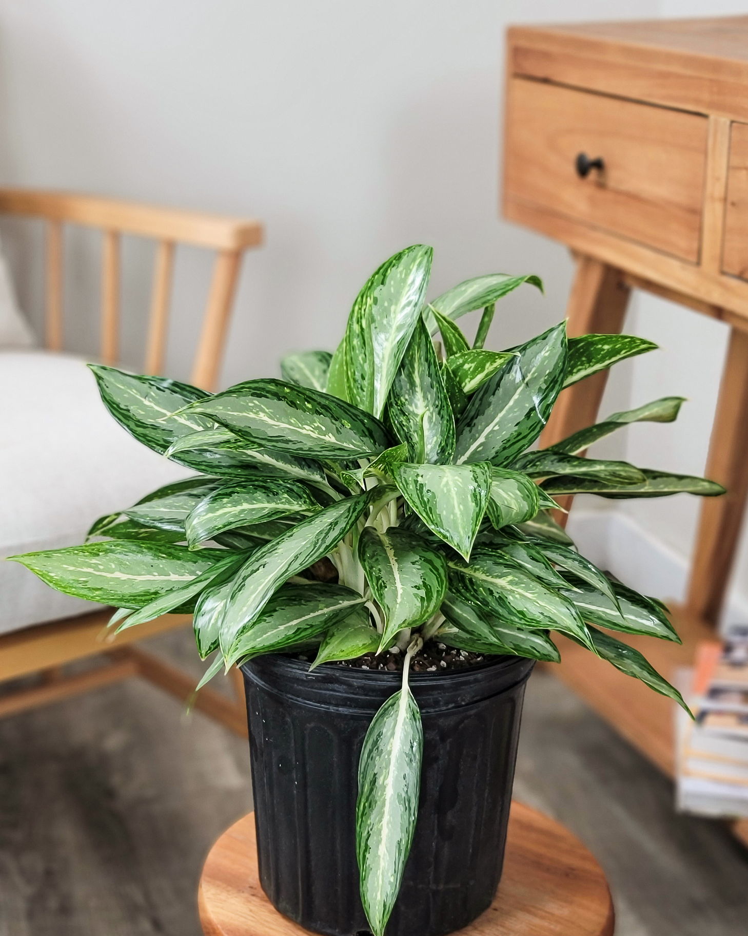 Aglaonema 'White Rain' | PlantVine