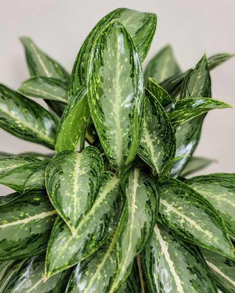 Foliage Foliage