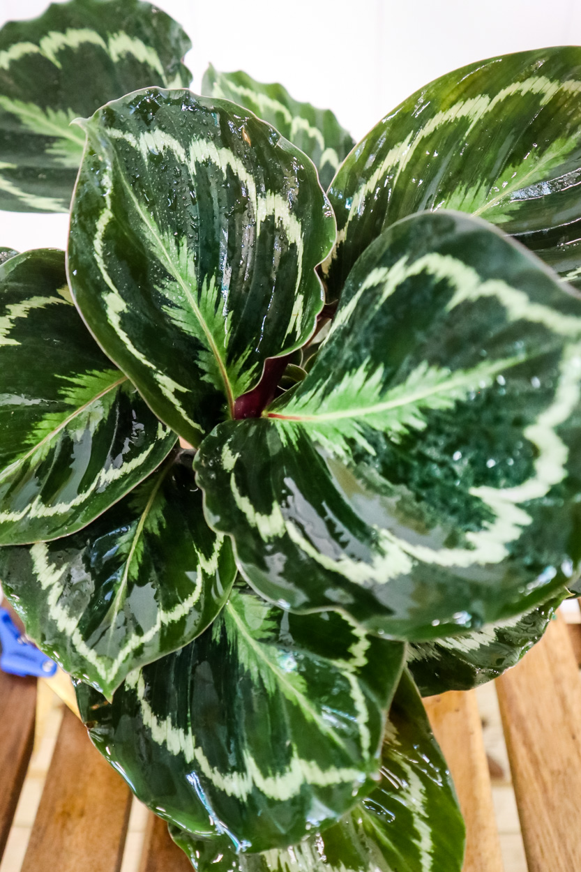 Buy Calathea roseopicta Medallion Rose Painted Calathea Buy Calathea roseopicta Medallion Rose Painted Calathea