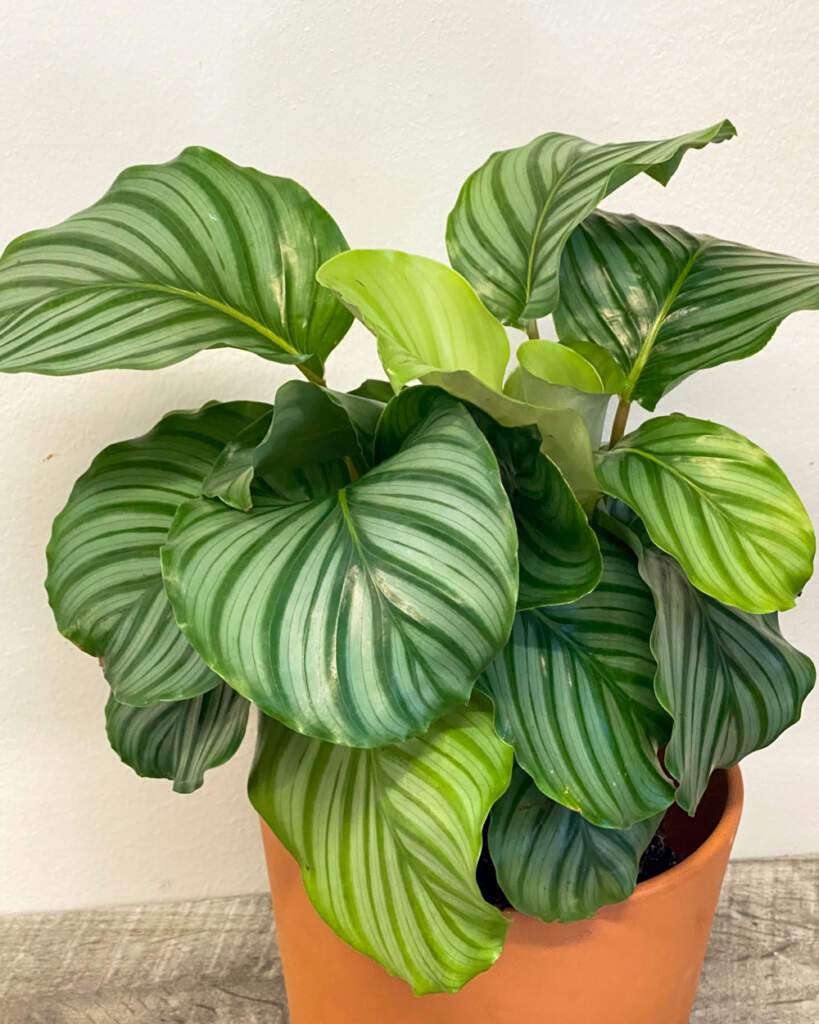 Calathea orbifolia | PlantVine