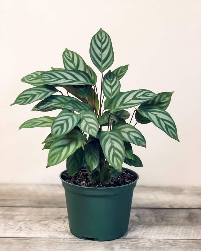 Buy Calathea Setosa, Prayer Plant | Free Shipping over $100