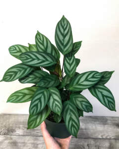 Calathea Setosa