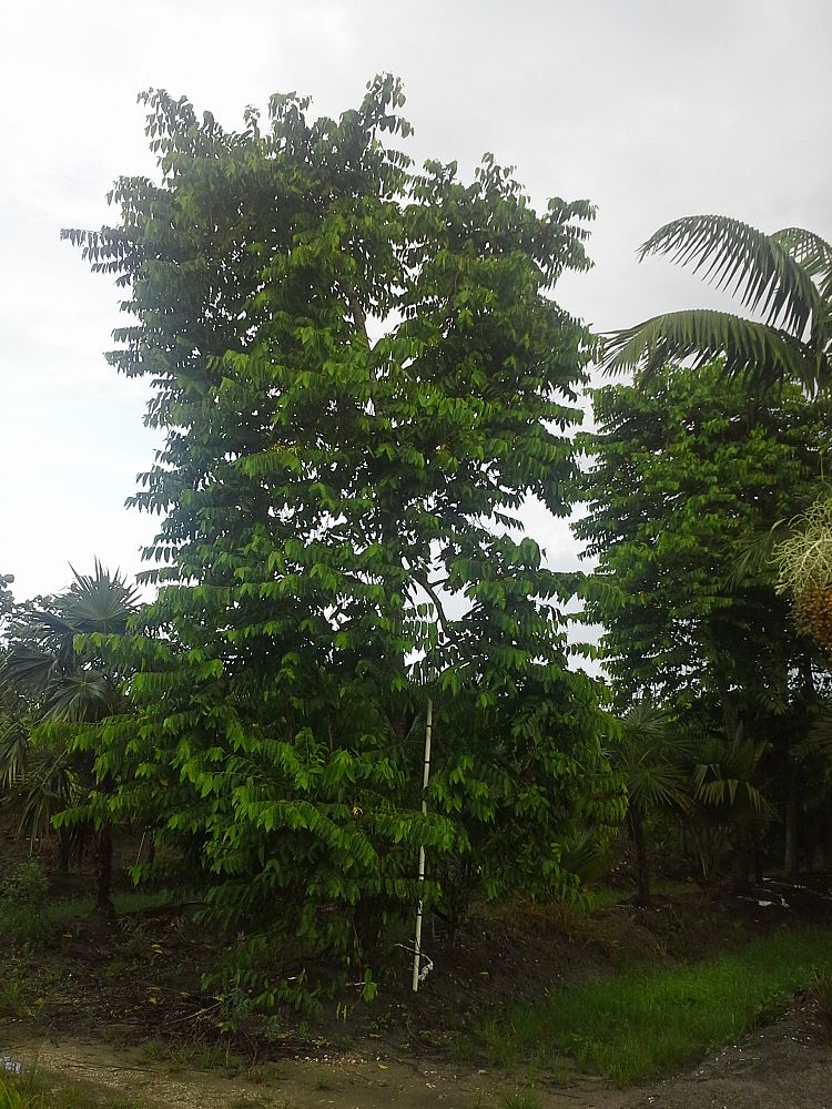 Cananga odorata, Ylangylang Tree PlantVine