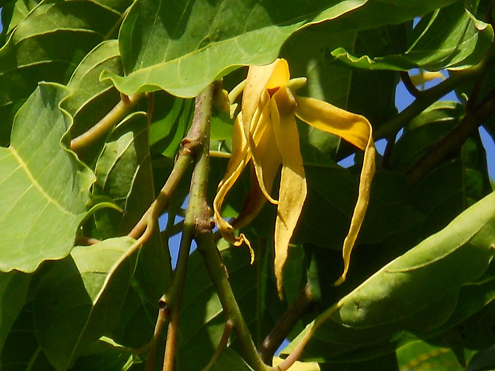 Cananga odorata, Ylangylang Tree PlantVine