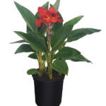 canna lily large red