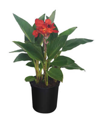 canna lily large red