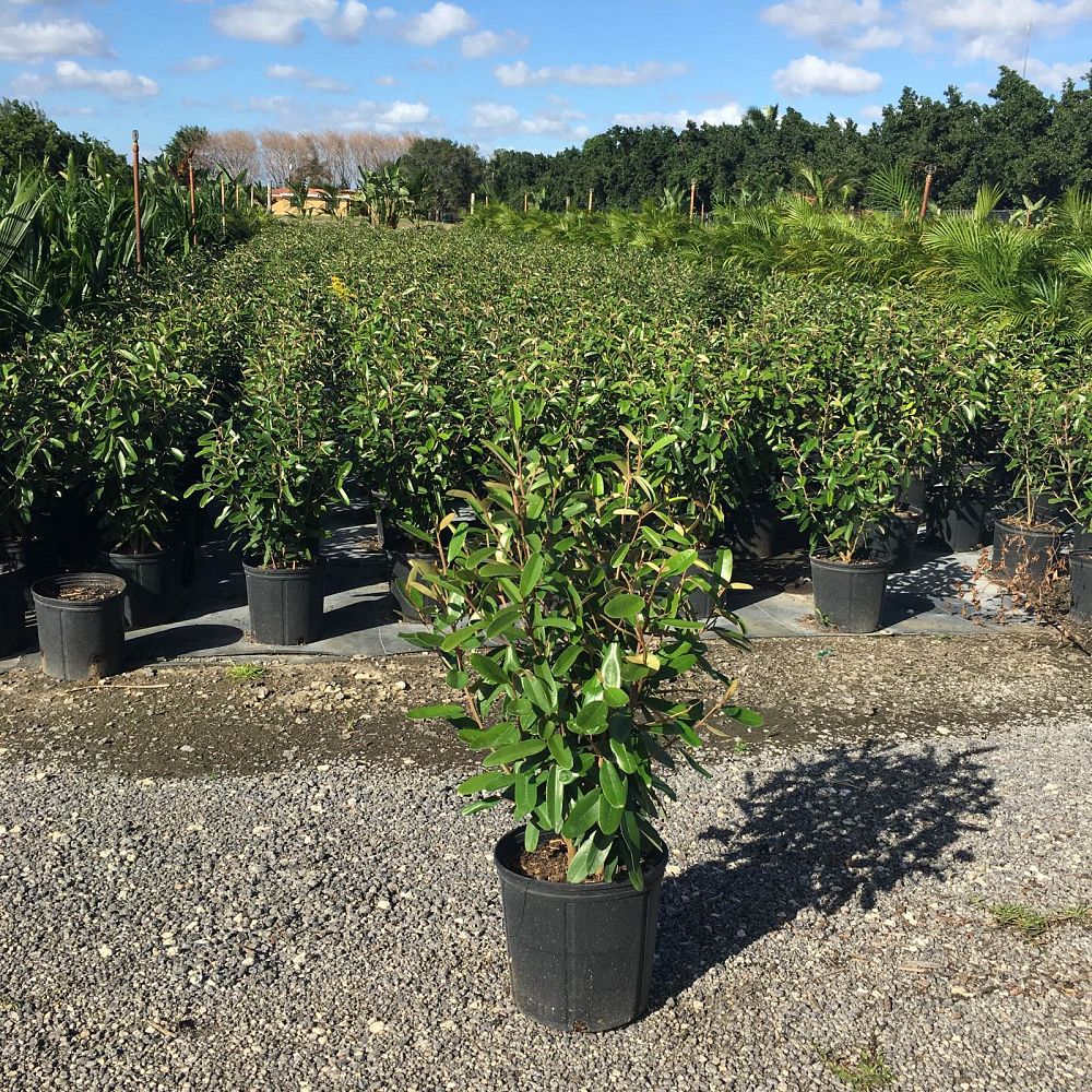 Capparis cynophallophora, Jamaican Caper PlantVine