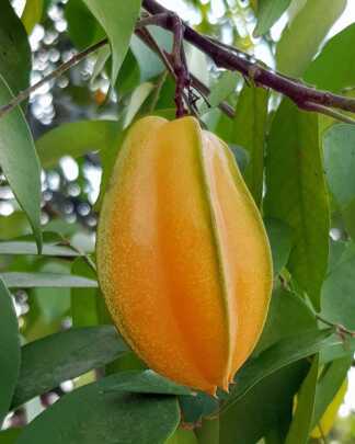 Carambola Star Fruit