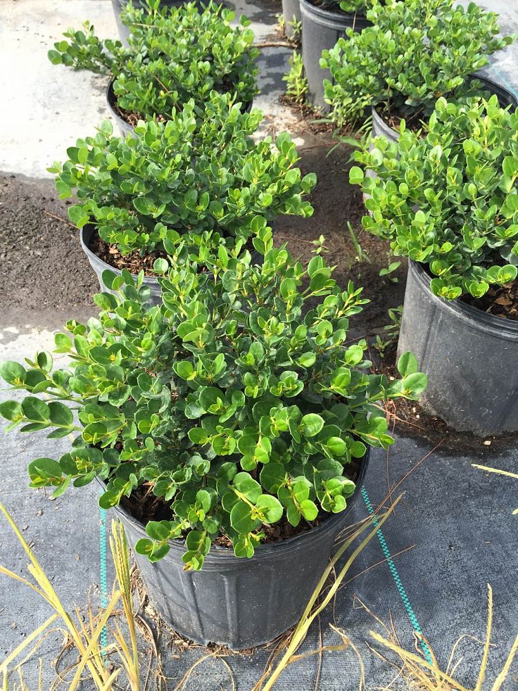 Carissa macrocarpa, Natal Plum, Carissa grandiflora PlantVine
