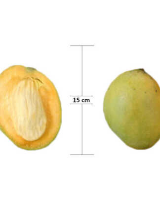 carrie mango