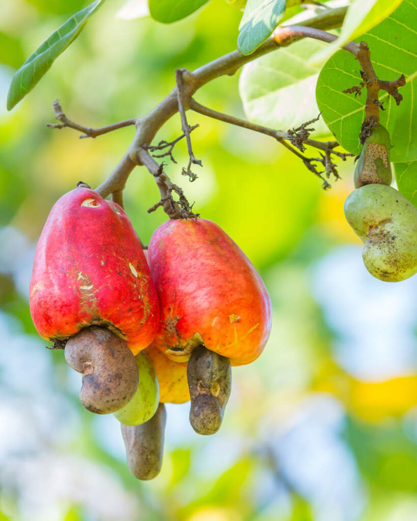 Cashew Nut Tree PlantVine