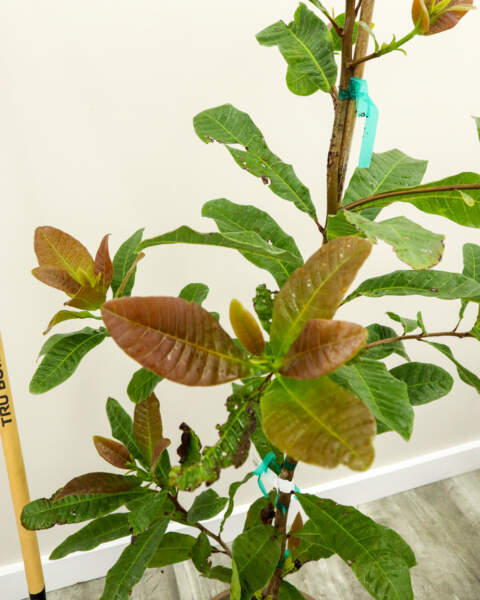 Foliage Foliage