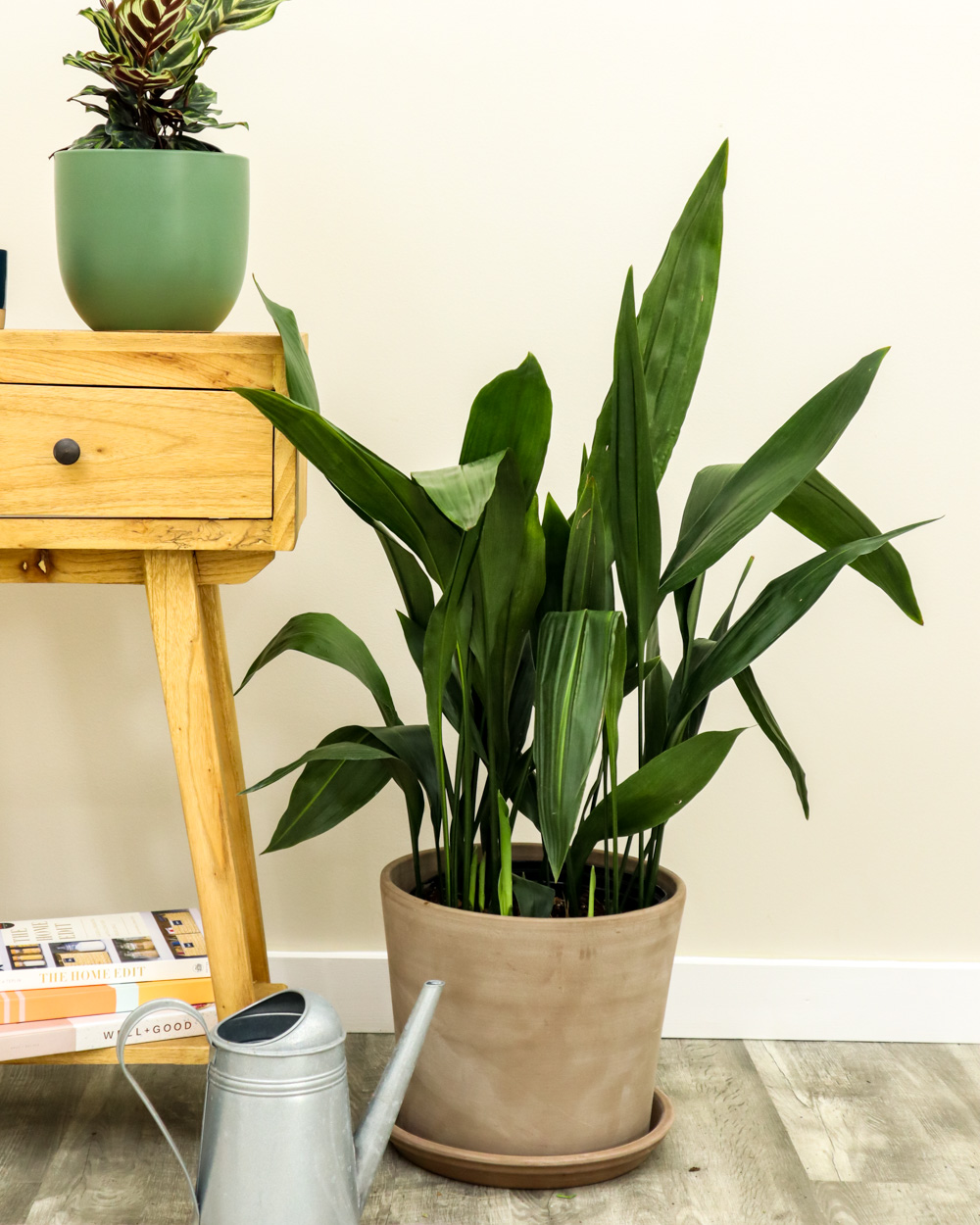 Vernauwd voordat bezoek Buy Aspidistra Elatior, Cast Iron Plant Online | Get 10% OFF