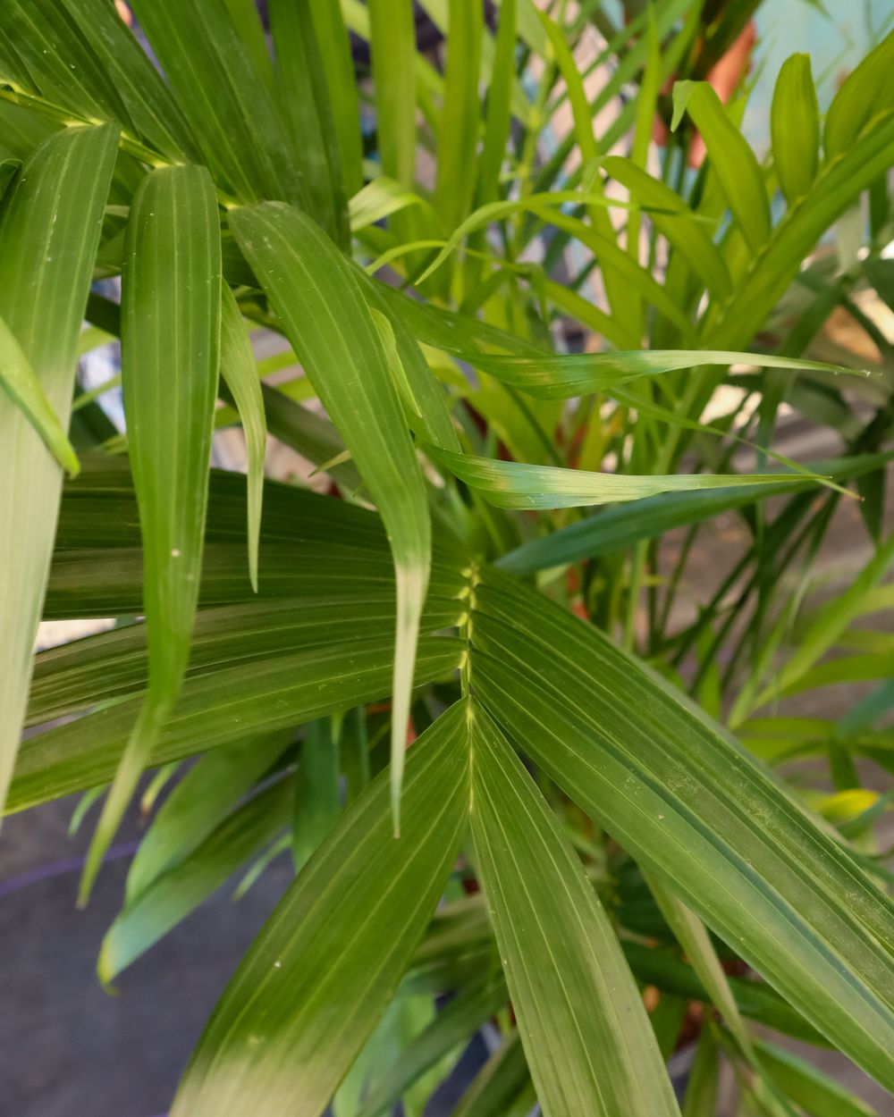 Cat Palm, Chamaedorea cataractarum PlantVine