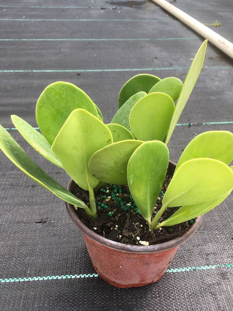 Clusia guttifera, Small Leaf Clusia | PlantVine