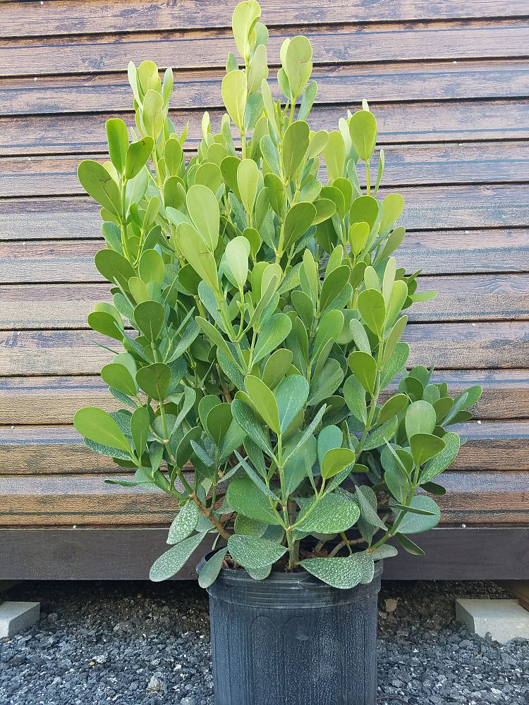 Clusia guttifera, Small Leaf Clusia PlantVine