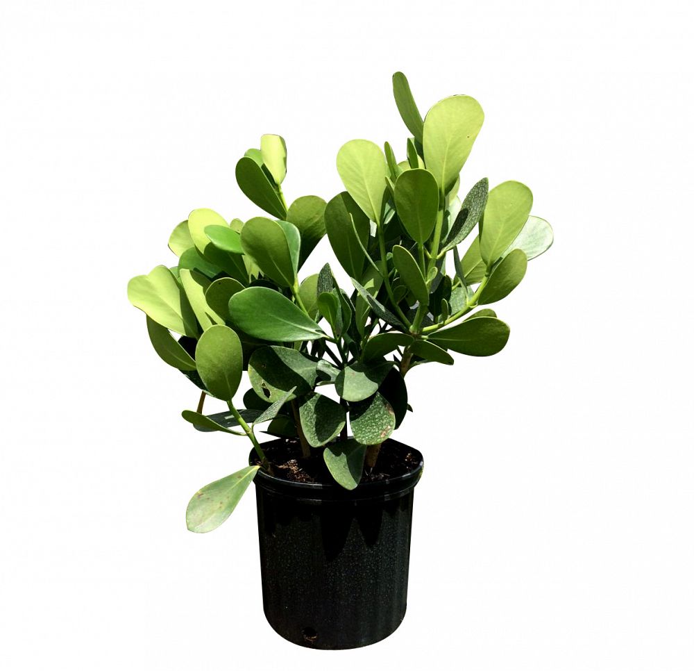 Clusia (Autograph tree) Propagation Clusia, Water plants, Container gardening