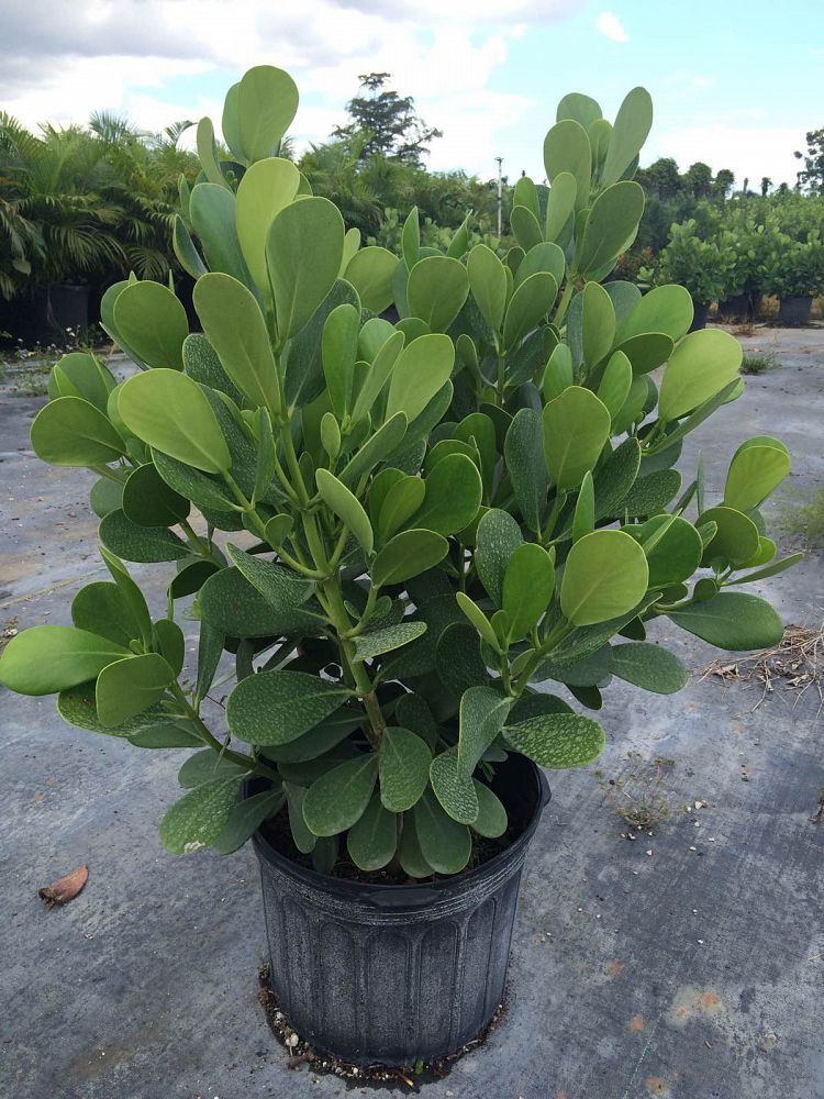 Clusia guttifera care