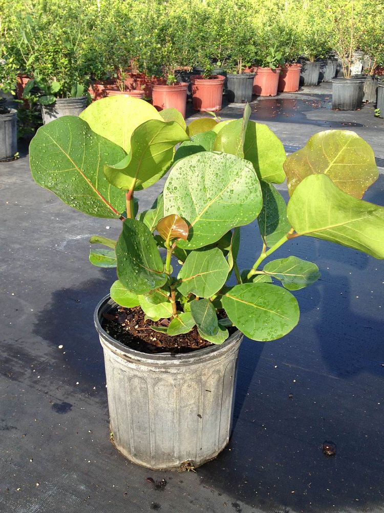Coccoloba uvifera, Sea Grape, Seagrape PlantVine