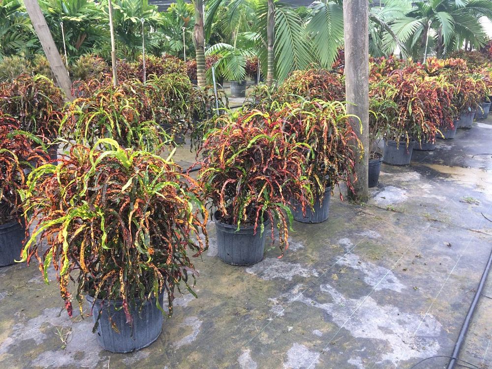 Codiaeum variegatum 'Dreadlocks', Croton PlantVine