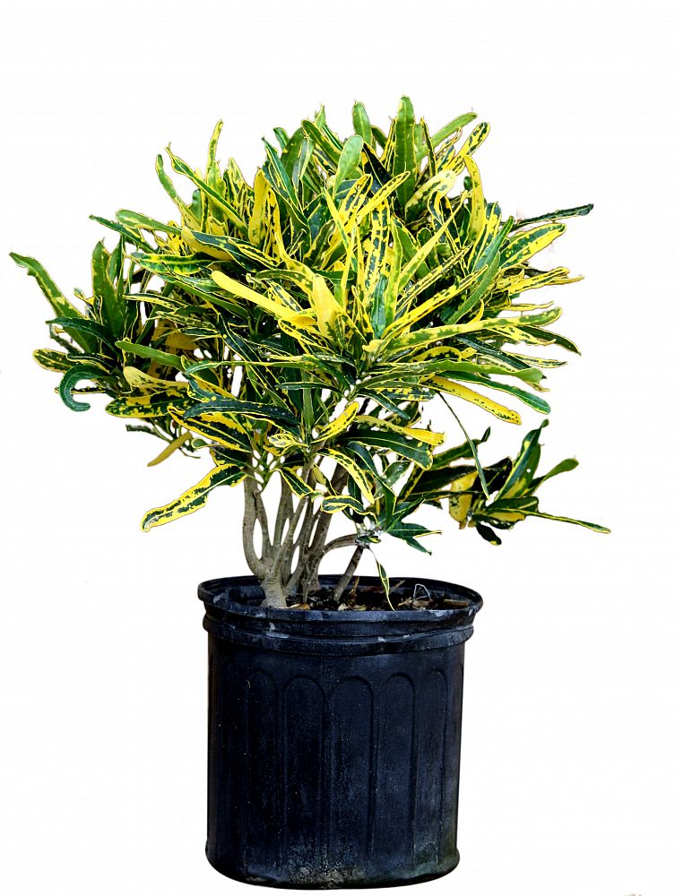 Buy Codiaeum variegatum 'Eleanor Roosevelt', Croton Free Shipping