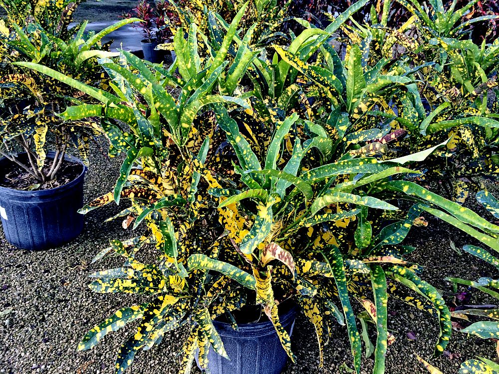 Codiaeum variegatum 'Eleanor Roosevelt', Croton PlantVine