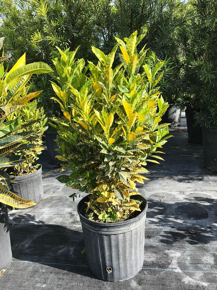 Codiaeum variegatum 'Gold Dust', Croton PlantVine