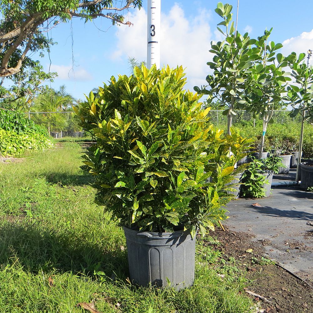 Codiaeum Variegatum Gold Dust Croton PlantVine