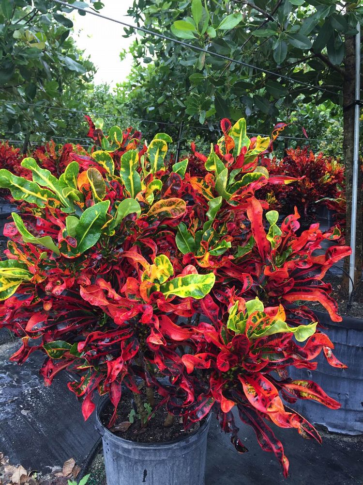 Codiaeum variegatum 'Mammey', Croton PlantVine