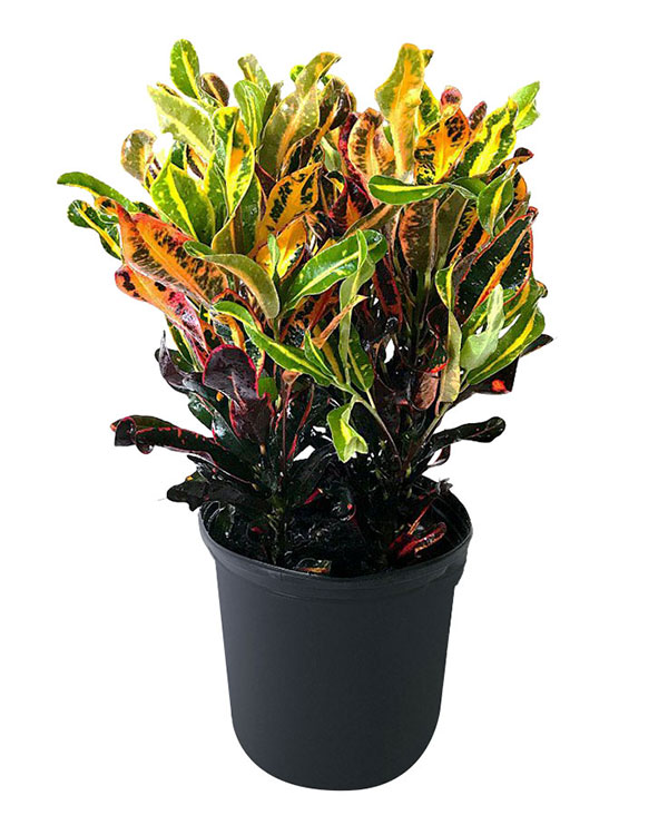 Croton 'Mammey'