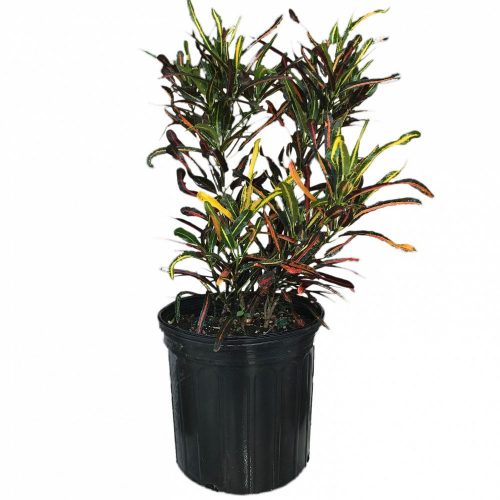 Buy Codiaeum variegatum 'Zanzibar', Croton Free Shipping over 100