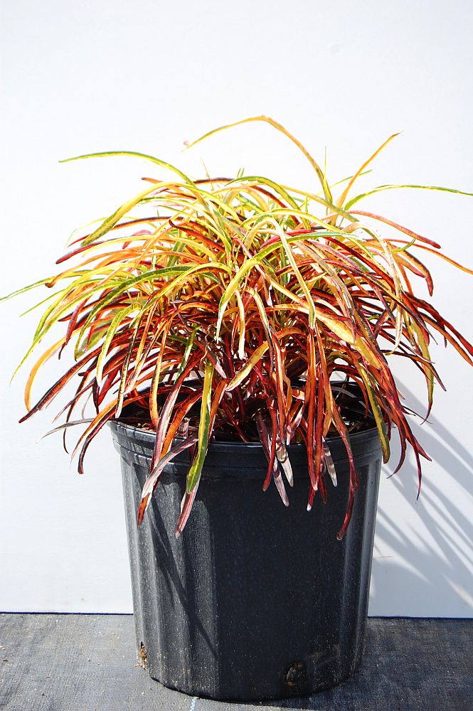 Codiaeum variegatum 'Zanzibar', Croton PlantVine